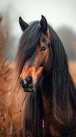 Majestic horse with long mane stands in tranquil autumn field during late afternoon light photo