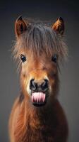 Adorable miniature horse with a shaggy mane sticking its tongue out against a dark background photo