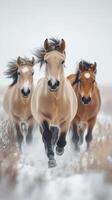 Horses running swiftly through snowy landscape in winter photo
