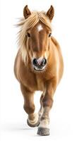 Brown pony with a blonde mane running towards the camera in a bright setting photo