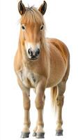 Beautiful horse standing calmly in an open space with a natural background during daylight photo