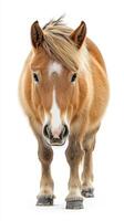 Cute miniature horse stands straight with fluffy mane against a white background photo