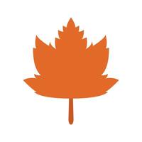 A maple leaf icon on a white background vector