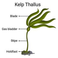 Structure of Kelp diagram for education vector