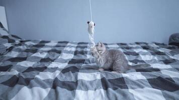 Small funny kitten of Scottish Straight breed has fun playing with toy on string on bed at home. Young gray straight-eared British cat hunts for toy on checkered bed. Kitten playing with feather toy. video