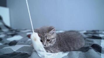 Thoroughbred purebred baby cat Scottish straight gray with stripes color cheerfully and actively plays with toy at home on bed. Funny kitten of British breed frolics, hunts playing with toy on string. video