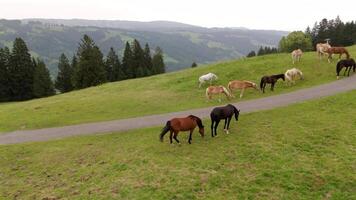 Herd of wild beautiful horses grazing on a mountain near bike path in overcast summer weather in Germany. Herd of colorful thoroughbred horses graze on top of mountain in Alps. Horses in wild. video