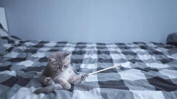 Thoroughbred purebred baby cat Scottish straight gray with stripes color cheerfully and actively plays with toy at home on bed. Funny kitten of British breed frolics, hunts playing with toy on string. video