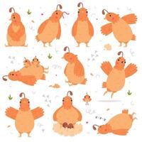 Quail Bird with Crest and Feathers Engaged in Different Activity Set vector