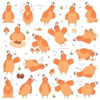 Quail Bird with Crest and Feathers Engaged in Different Activity Set vector