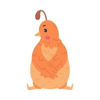 Quail Bird with Crest and Feathers in Sitting Pose Illustration vector