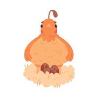 Quail Bird with Crest and Feathers Sitting in Nest with Eggs Illustration vector