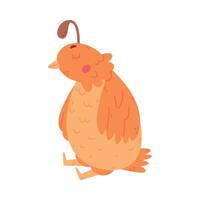 Quail Bird with Crest and Feathers in Sitting Pose Illustration vector