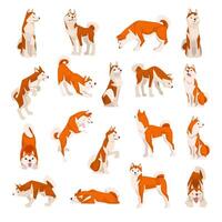 Shiba Inu as Japanese Breed of Hunting Dog with Ears and Curled Tail in Different Pose Big Set vector