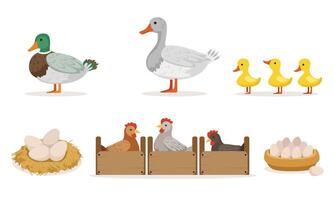Poultry Farm With Hens, Ducks And Gooses. Eggs And Ducklings Illustration Set Isolated On White Background vector