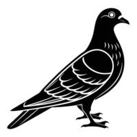 Bird Silhouette Pouter Pigeon vector