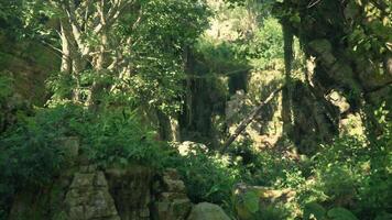 A lush green forest filled with lots of trees. mountain path video