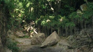 A serene stream flowing through a vibrant Australian forest. mountain path video