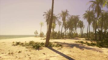 A sandy beach with palm trees and the ocean in the background video