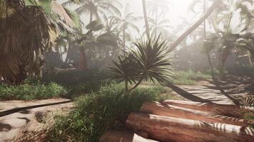 Lush Jungle With Palm Trees video