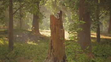 A tree stump in the middle of a forest video