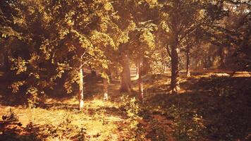 The sun is shining through the trees in the woods video