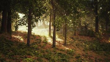 The sun shines through the trees in the forest video