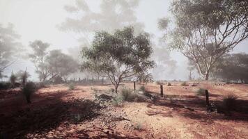 Dirt Field With Trees and Fence in Australian Bush video