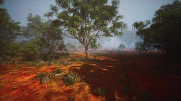 Whispering Canopy, A Serenade of Eucalyptus in the Golden Fields video