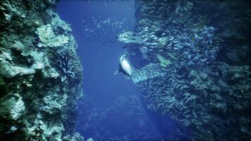 A large shark swimming over a coral reef video