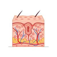 The skin is shown with a diagram of the different layers vector