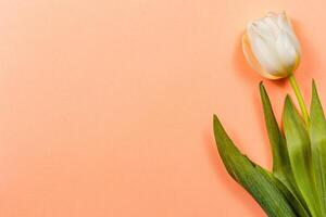 Celebrate international womens day, mothers day with spring tulips photo