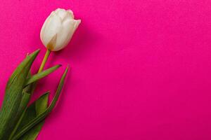 Celebrate spring with a white tulip for international womens day, mothers day photo