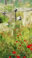 grass field and forest trees video