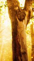 rays of sunlight in a misty forest in autumn video
