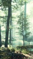 Forest with pond and mist with sunrays video
