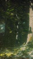 Old trees with lichen and moss in green forest video