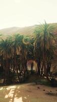 palm trees inside the dunes video
