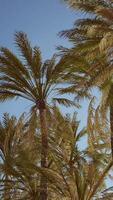view of the palm trees passing by under blue skies video