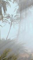 cocotiers dans le brouillard profond du matin video