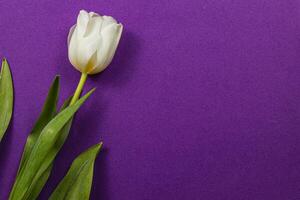 Spring tulip for Mother's Day and International Womens Day celebration photo