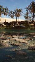 pond and palm trees in desert oasis video
