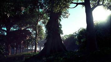 Sunlight Filters Through Trees in Jungle. dark forest video