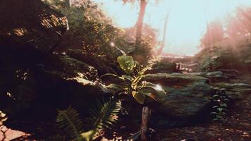 Sunlight Filters Through Trees in Tropical Forest video