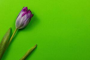 Spring tulip for international womens day, mothers day and International Women's Day celebration photo