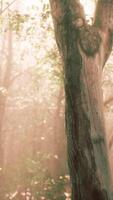 rays of sunlight in a misty forest in autumn video