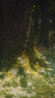 Old trees with lichen and moss in green forest video