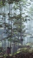 Foggy Forest with soft sun light video