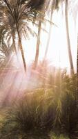 cocotiers dans le brouillard profond du matin video
