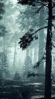 black tree trunk in a dark pine tree forest video